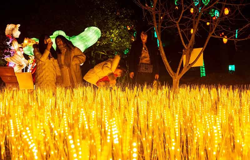 Champ de Blé illuminé